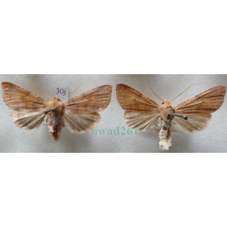 Agrochola helvola (Linnaeus, 1758) pair Źrenicówka czerwienica Czech30j